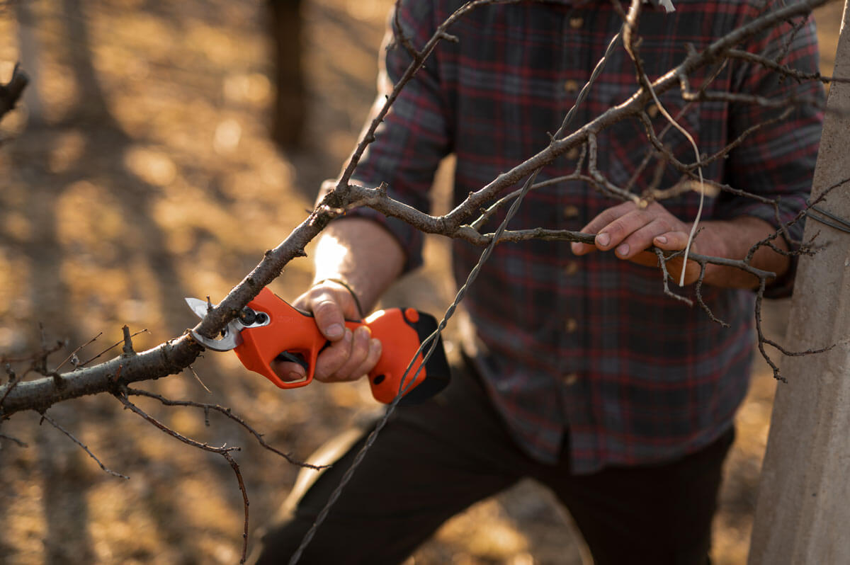 Kit potatura con forbice - Stocker Garden