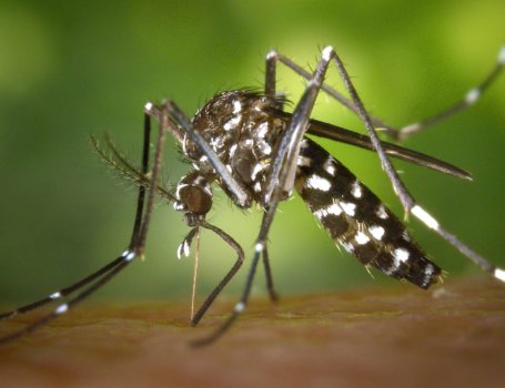 zanzara tigre febbre dengue