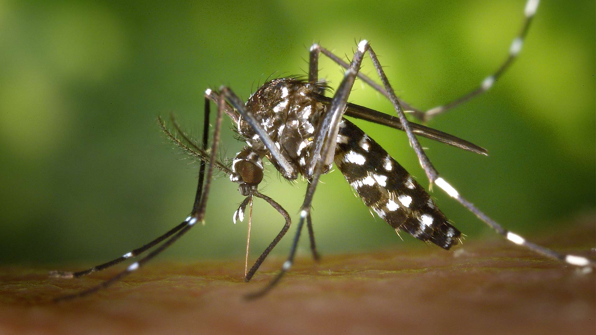 Zanzare: abitudini e prevenzione