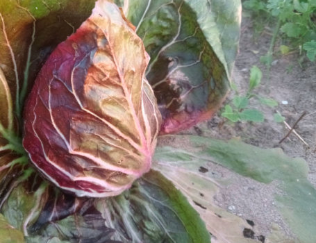 Radicchio rosso