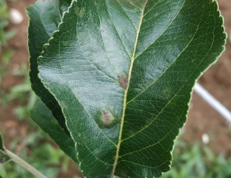 Per controllare la ticchiolatura sono necessari molti trattamenti