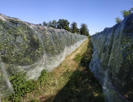 Anche nei meleti professionali si usa la copertura con le reti per proteggere i frutti dalla carpocapsa ed altri insetti