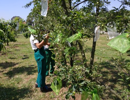 Chiudere le mele in sacchetti di organza le protegge dalla carpocapsa e da altri insetti