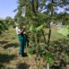 Chiudere le mele in sacchetti di organza le protegge dalla carpocapsa e da altri insetti