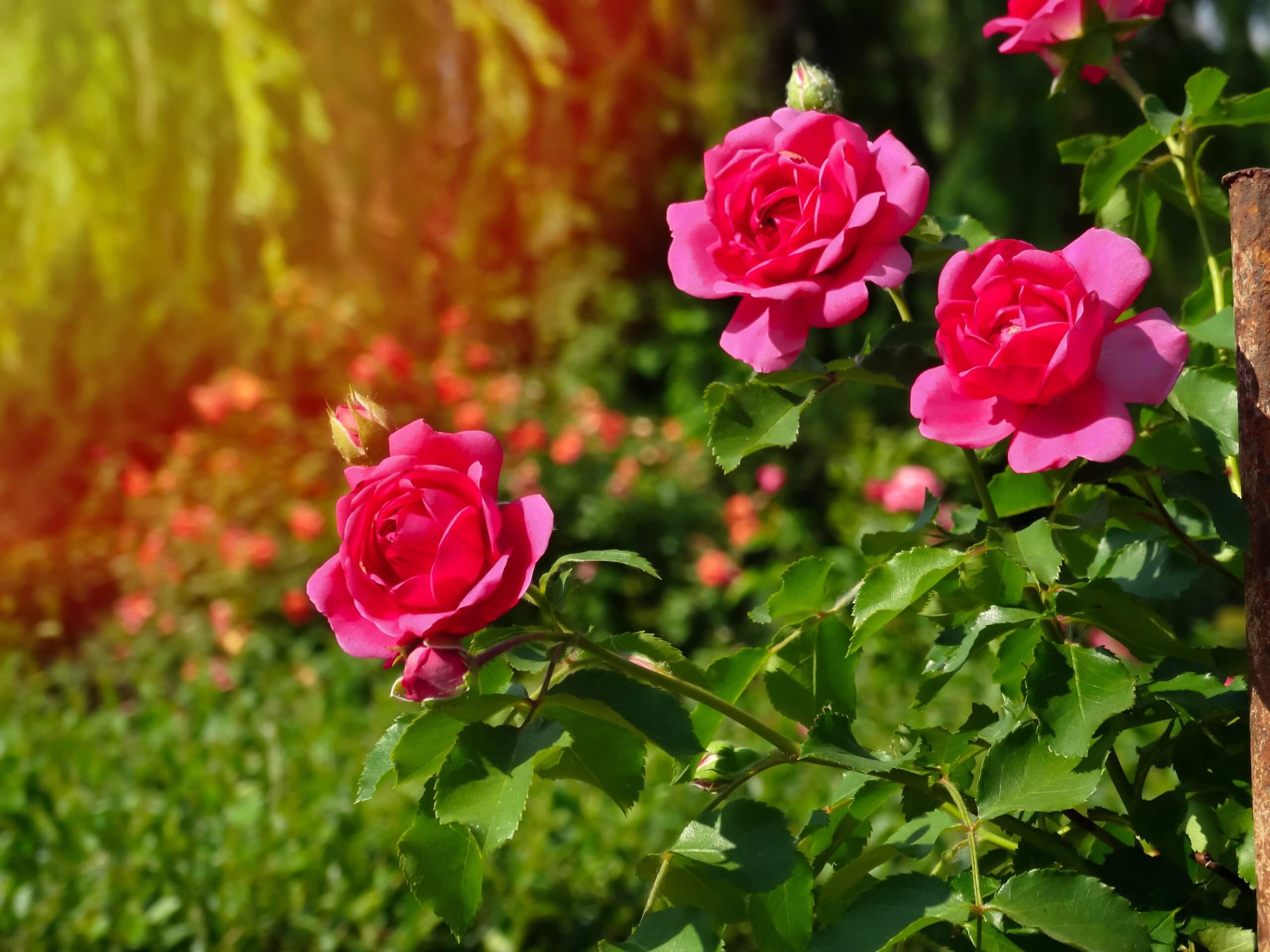 Le Varietà della Rosa: Storia, Coltivazione e Potatura